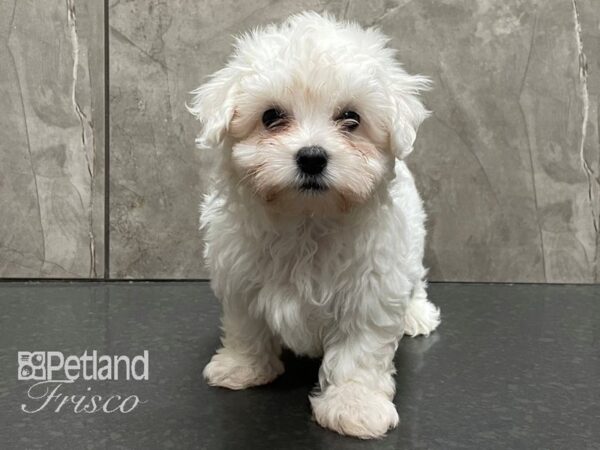 Coton De Tulear DOG Male White 28300 Petland Frisco, Texas