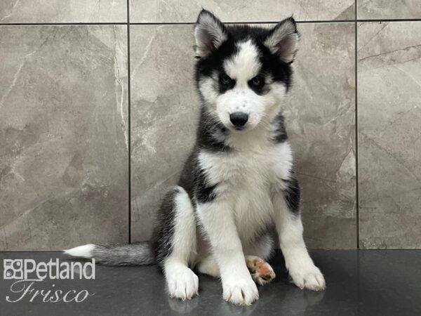 Siberian Husky-DOG-Male-Black and White-28299-Petland Frisco, Texas