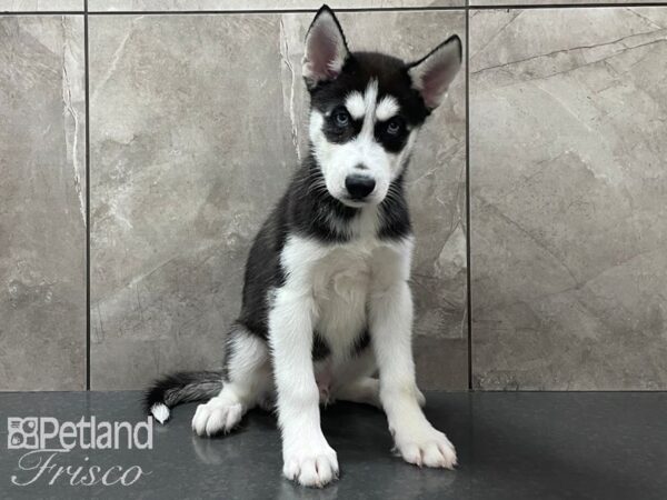 Siberian Husky-DOG-Male-Black and White-28298-Petland Frisco & Mckinney, Texas