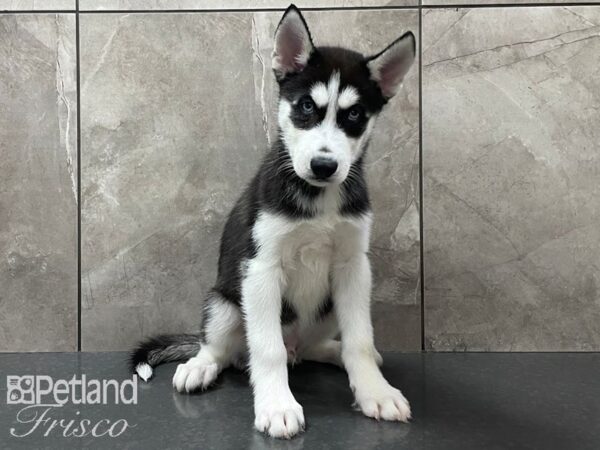 Siberian Husky DOG Male Black and White 28298 Petland Frisco, Texas