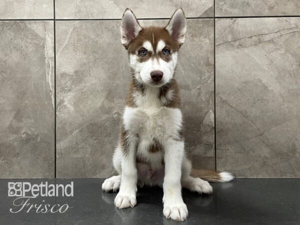 Siberian Husky-DOG-Male-Red and White-28297-Petland Frisco & Mckinney, Texas