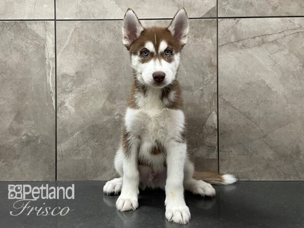 Siberian Husky DOG Male Red and White 28297 Petland Frisco, Texas