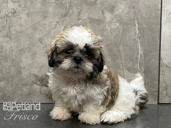 Shih Tzu-DOG-Male-Gold and White-28296-Petland Frisco, Texas