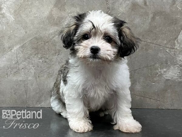 Havanese-DOG-Female-Sable and White-28295-Petland Frisco & Mckinney, Texas