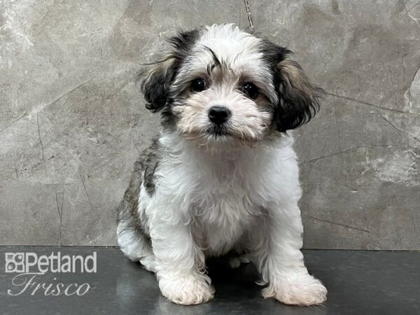 Havanese-DOG-Female-Sable and White-28295-Petland Frisco, Texas