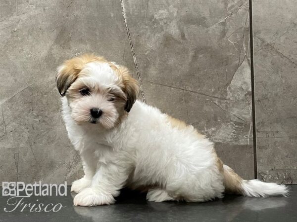 Havanese-DOG-Male-Fawn and White-28294-Petland Frisco, Texas