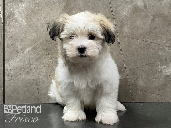 Havanese-DOG-Male-Fawn and White-28293-Petland Frisco, Texas