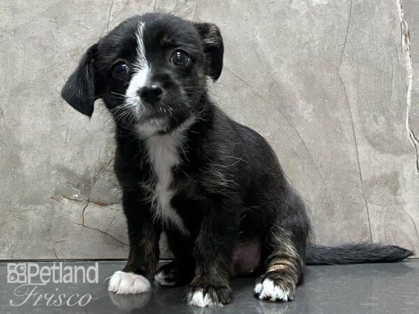 Adopt A Pet DOG Female Brindle 28292 Petland Frisco, Texas