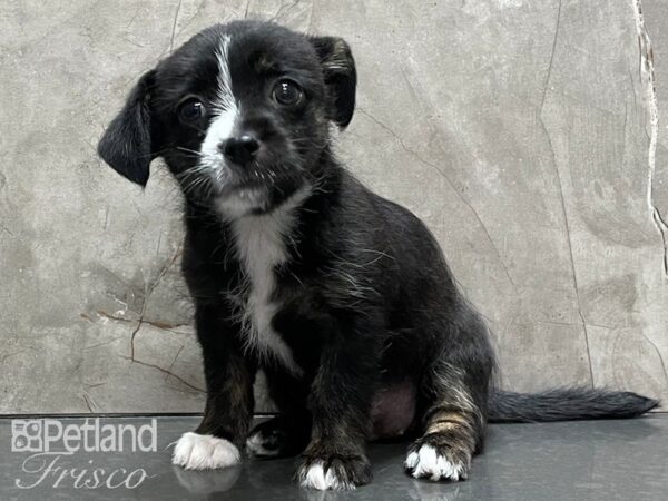 Adopt A Pet-DOG-Female-Brindle-28292-Petland Frisco & Mckinney, Texas
