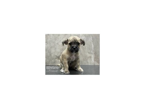Adopt A Pet DOG Female Black 28291 Petland Frisco, Texas