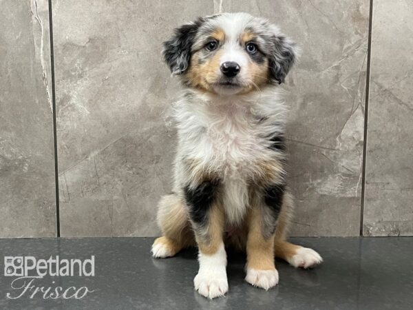 Miniature Australian Shepherd DOG Female Blue Merle White and Tan 28393 Petland Frisco, Texas