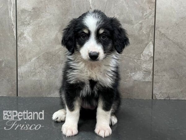 Miniature Australian Shepherd-DOG-Female-Black White and Brown-28392-Petland Frisco, Texas