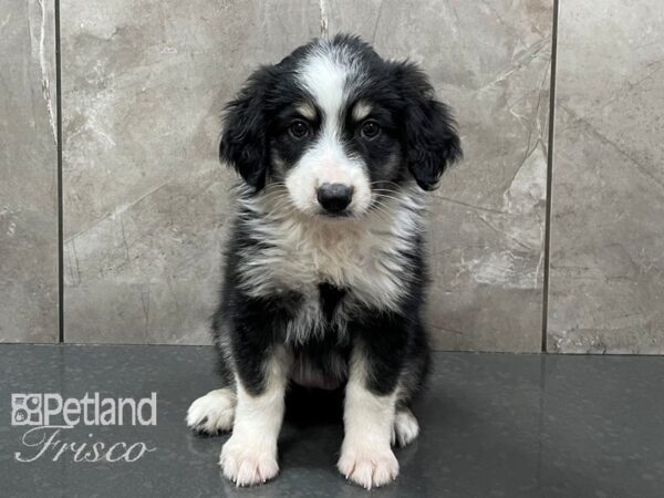 Miniature Australian Shepherd DOG Female Black White and Brown 28392 Petland Frisco, Texas