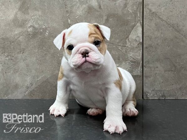 English Bulldog-DOG-Female-Red Merle-28391-Petland Frisco & Mckinney, Texas