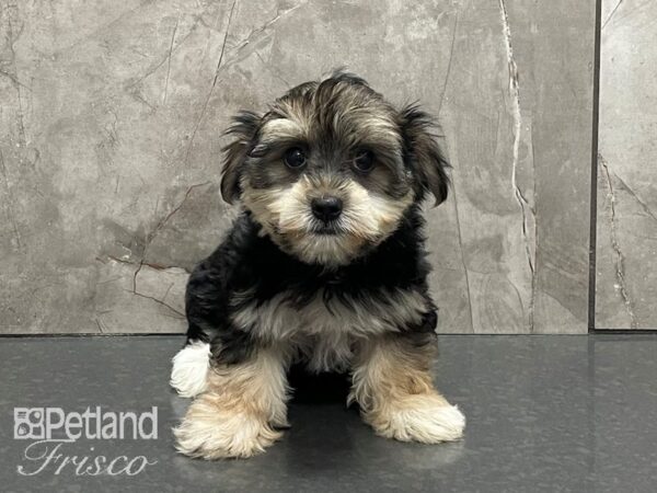 Silky Terrier/Maltese-DOG-Female-Black and Silver-28390-Petland Frisco & Mckinney, Texas
