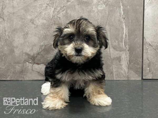 Silky Terrier/Maltese DOG Female Black and Silver 28390 Petland Frisco, Texas