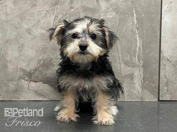 Silky Terrier/Maltese DOG Female Black and Silver 28389 Petland Frisco, Texas
