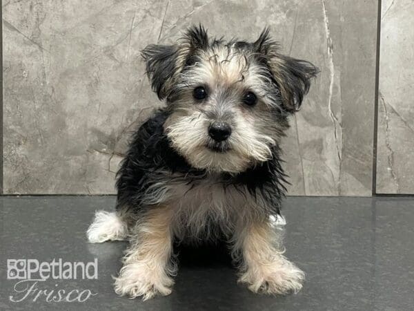 Silky Terrier/Maltese-DOG-Male-Blk and Silver-28388-Petland Frisco, Texas