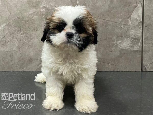 Shih Tzu DOG Female Sable and White 28385 Petland Frisco & Mckinney, Texas