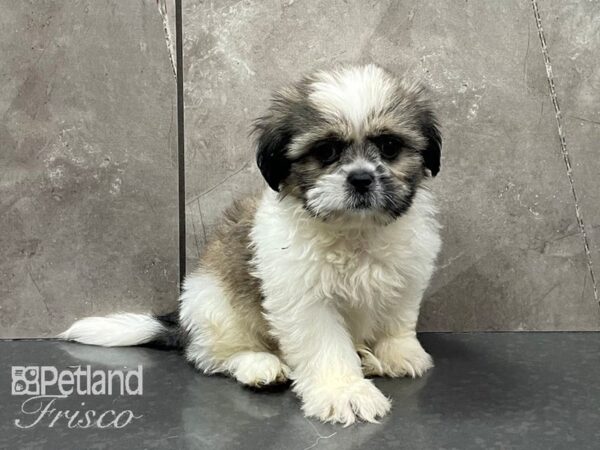 Shih Tzu-DOG-Male-Sable and White-28384-Petland Frisco & Mckinney, Texas