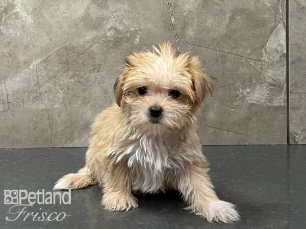 Morkie-DOG-Female-Golden-28383-Petland Frisco, Texas