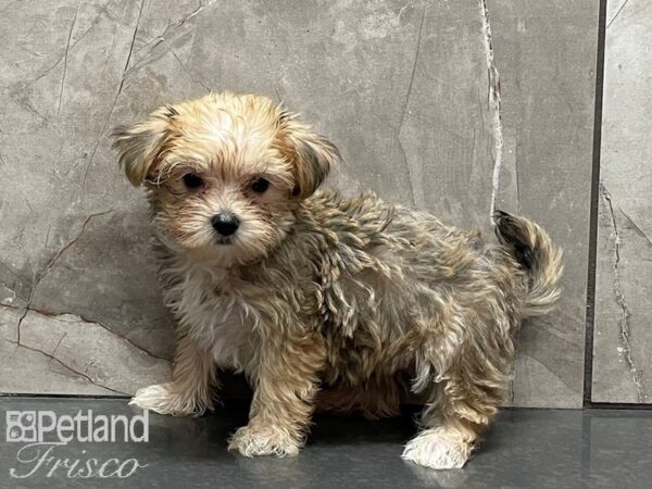 Morkie-DOG-Male-Wheaten-28382-Petland Frisco, Texas