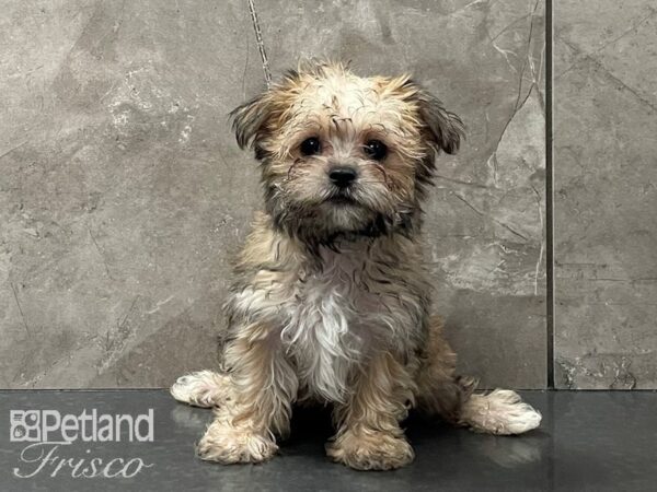 Morkie-DOG-Female-Golden-28381-Petland Frisco, Texas