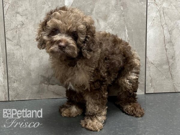 F1B Cockapoo DOG Male Chocolate Merle 28380 Petland Frisco, Texas