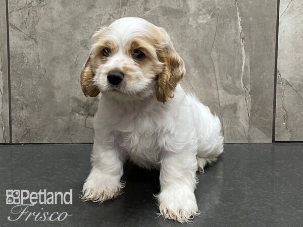 Cockapoo DOG Male Apricot/ White 28379 Petland Frisco, Texas