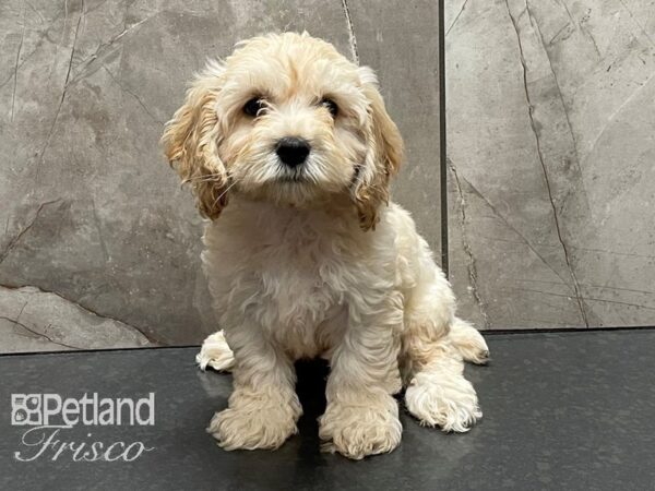 Cockapoo DOG Female Cream 28378 Petland Frisco, Texas