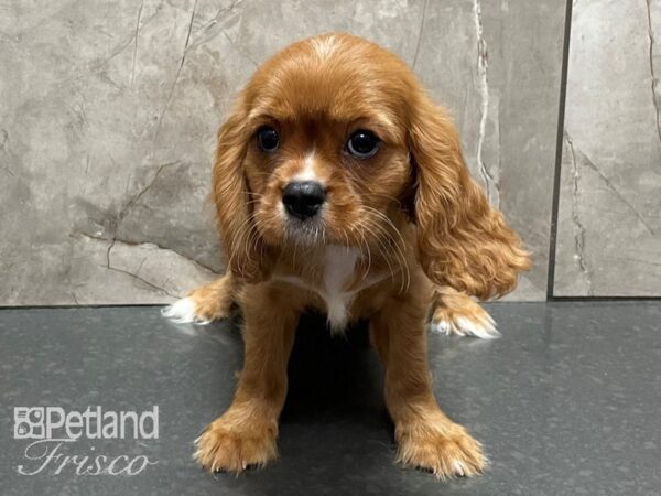 Cavalier King Charles Spaniel DOG Male Ruby 28377 Petland Frisco, Texas