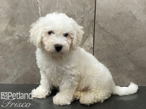 Bichon Frise DOG Male White 28375 Petland Frisco, Texas