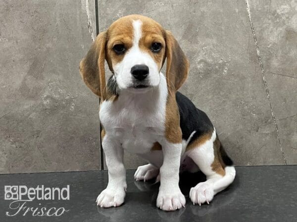 Beagle DOG Male Black White and Tan 28374 Petland Frisco, Texas