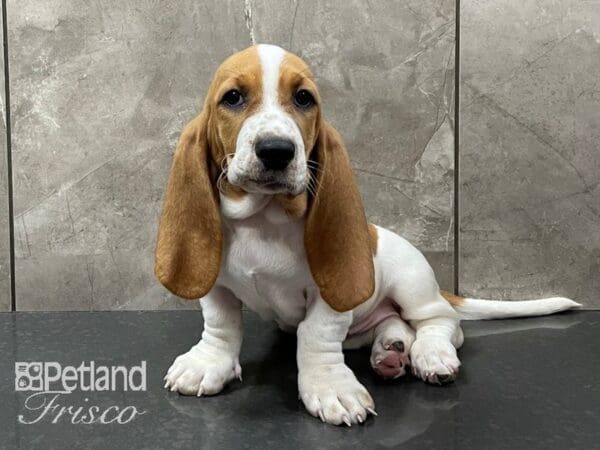 Basset Hound-DOG-Female-Red and White-28373-Petland Frisco, Texas