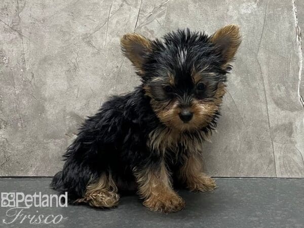 Yorkshire Terrier DOG Male Black and Gold 28372 Petland Frisco, Texas