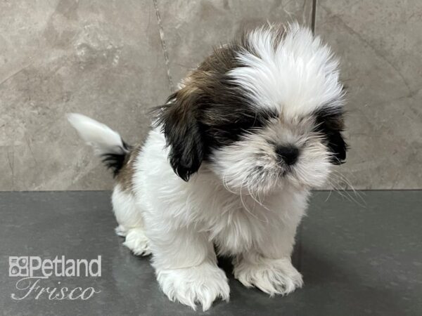 Shih Tzu-DOG-Male-Brindle and White-28369-Petland Frisco & Mckinney, Texas