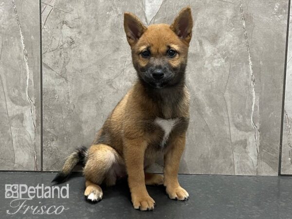 Shiba Inu-DOG-Female-Red Sesame-28368-Petland Frisco & Mckinney, Texas