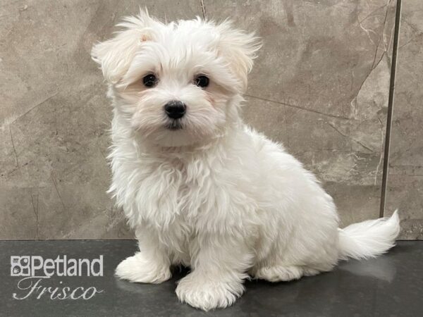 Maltese-DOG-Male-White-28367-Petland Frisco, Texas