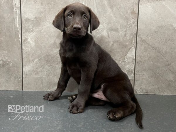 Labrador Retriever-DOG-Male-Chocolate-28366-Petland Frisco, Texas