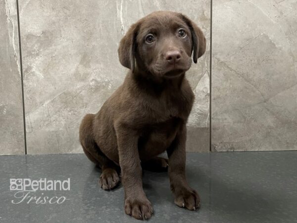 Labrador Retriever-DOG-Female-Chocolate-28365-Petland Frisco, Texas