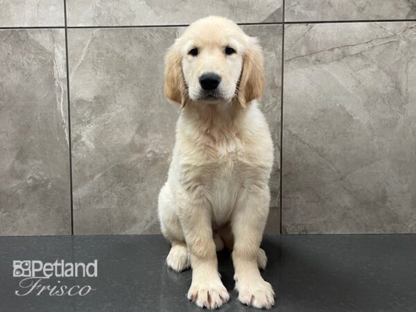 Golden Retriever DOG Male Light Golden 28364 Petland Frisco, Texas