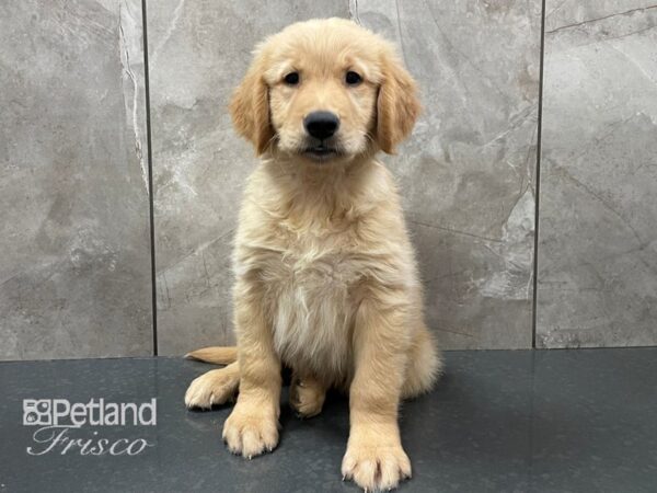 Golden Retriever-DOG-Male-Golden-28362-Petland Frisco, Texas