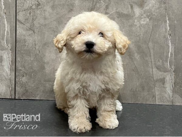 Bichapoo-DOG-Male-Cream-28361-Petland Frisco & Mckinney, Texas