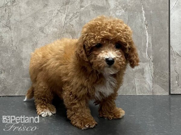 Bichapoo DOG Female Apricot 28360 Petland Frisco, Texas