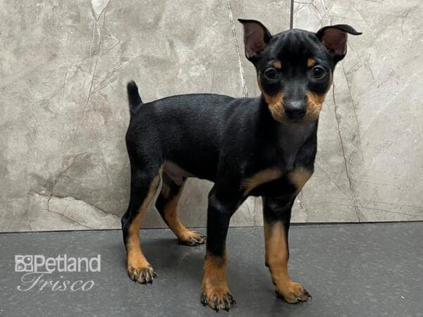 Miniature Pinscher-DOG-Male-Blk & Tan-28359-Petland Frisco, Texas