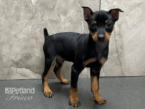 Miniature Pinscher DOG Male Blk & Tan 28359 Petland Frisco, Texas