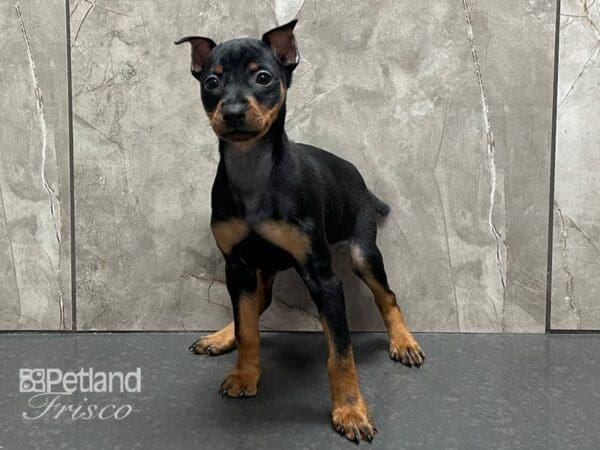 Miniature Pinscher-DOG-Female-Blk & Tan-28358-Petland Frisco, Texas
