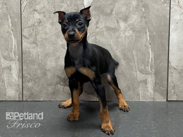 Miniature Pinscher-DOG-Female-Blk & Tan-28358-Petland Frisco & Mckinney, Texas