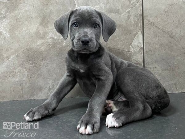 Cane Corso-DOG-Male-Blue-28356-Petland Frisco, Texas