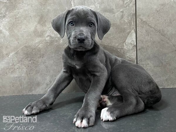 Cane Corso DOG Male Blue 28356 Petland Frisco, Texas